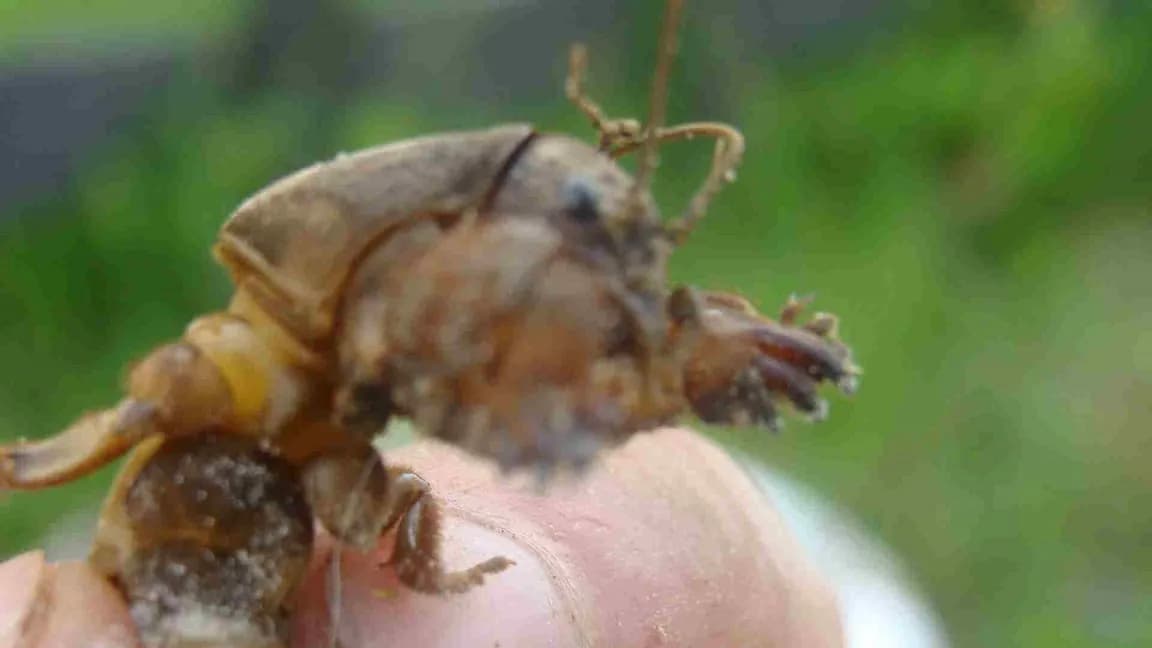 Turkuć podjadek przynęta na ryby – skuteczność i najlepsze metody użycia