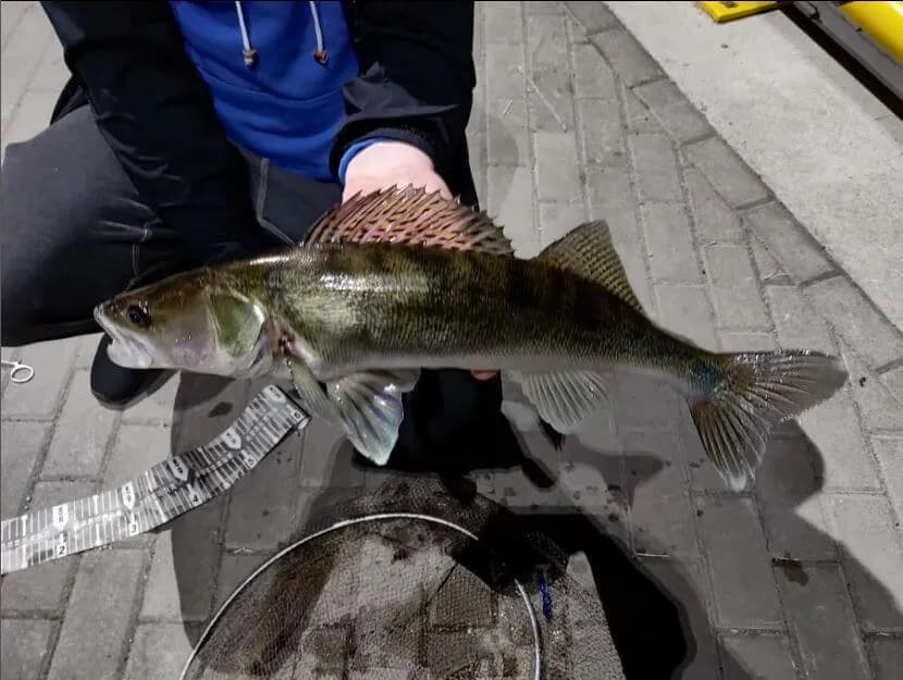 Jaką wędkę na sandacza wybrać, aby uniknąć nietrafionych zakupów?