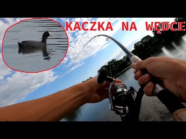 Przynęta kaczka - jak skutecznie łowić ryby i uniknąć porażek