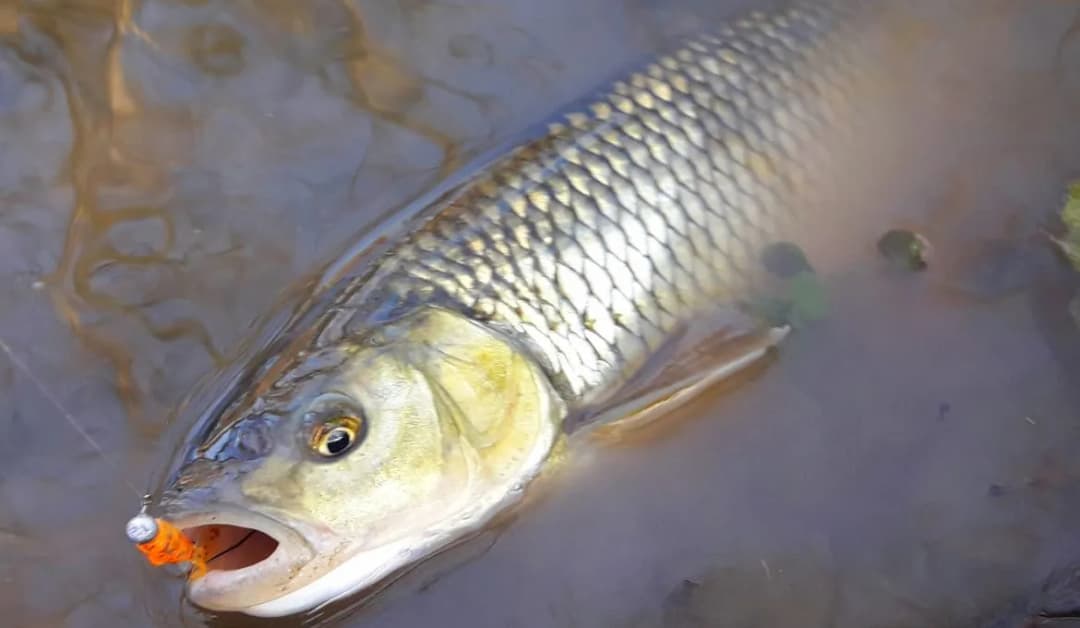 Skuteczne przynęty na jazia spinning w różnych warunkach wodnych
