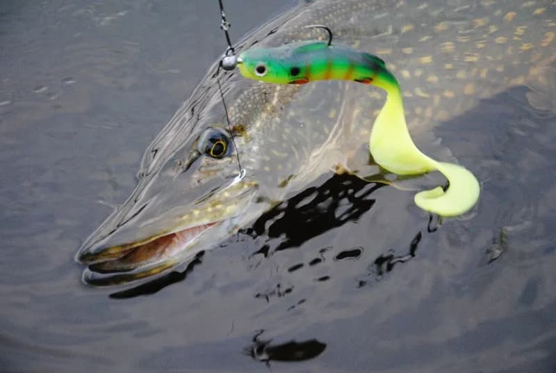Przynęta żaba – skuteczne metody i najlepsze modele na ryby