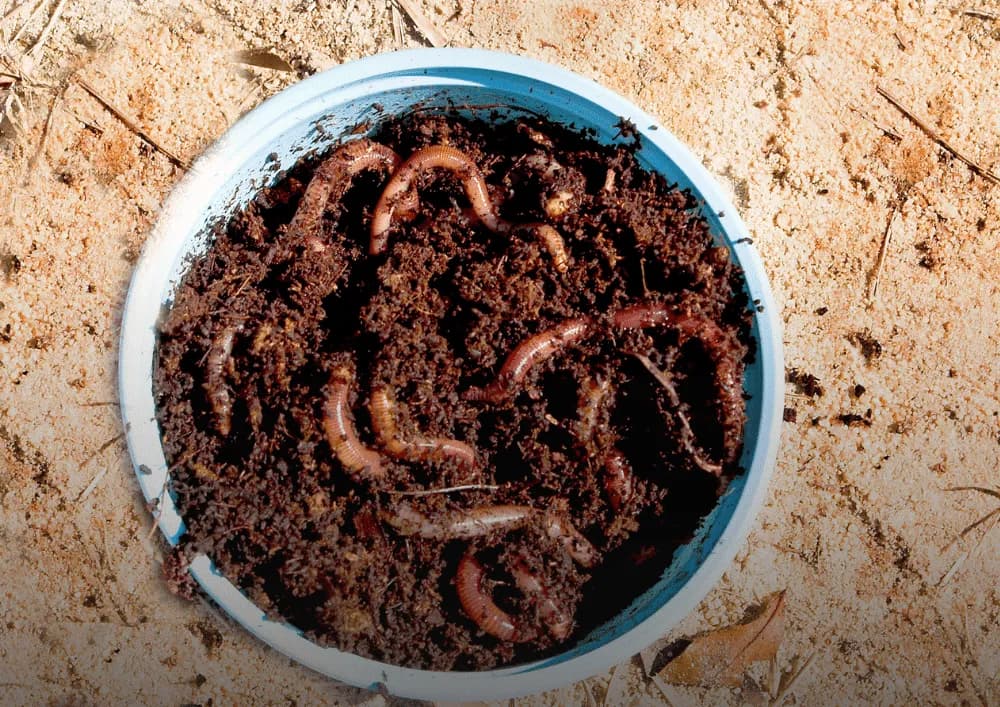 Żywe przynęty wędkarskie: Jak skutecznie łowić ryby i je przechowywać