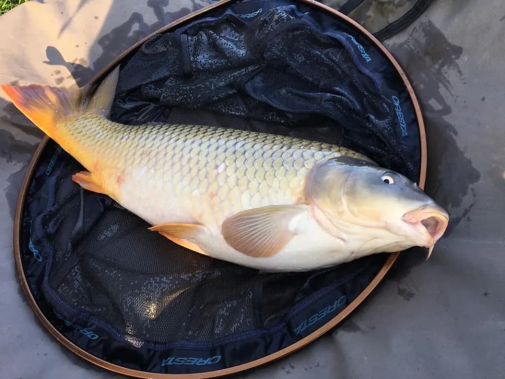 Najlepsze przynęty na karpia, które naprawdę przyciągają ryby