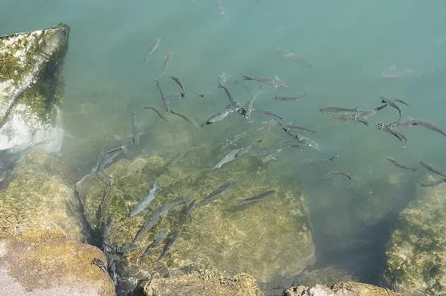 Jakie ryby przyciąga zapach kryla i jak go skutecznie używać