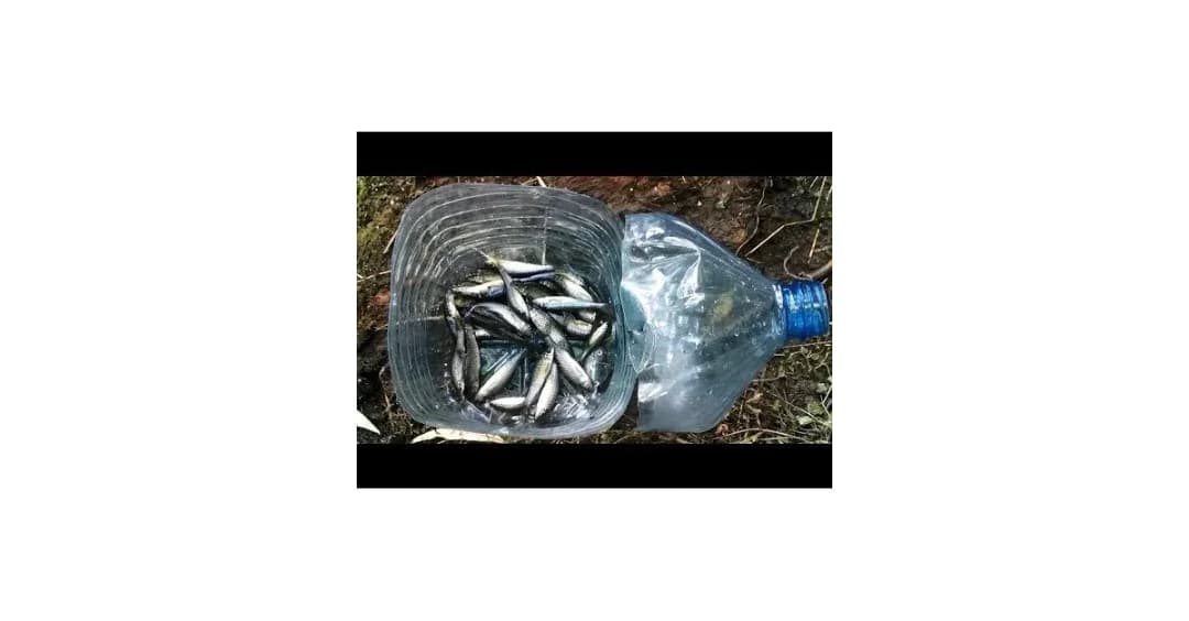 Jak zrobić pułapkę na ryby - proste sposoby na skuteczne łowienie