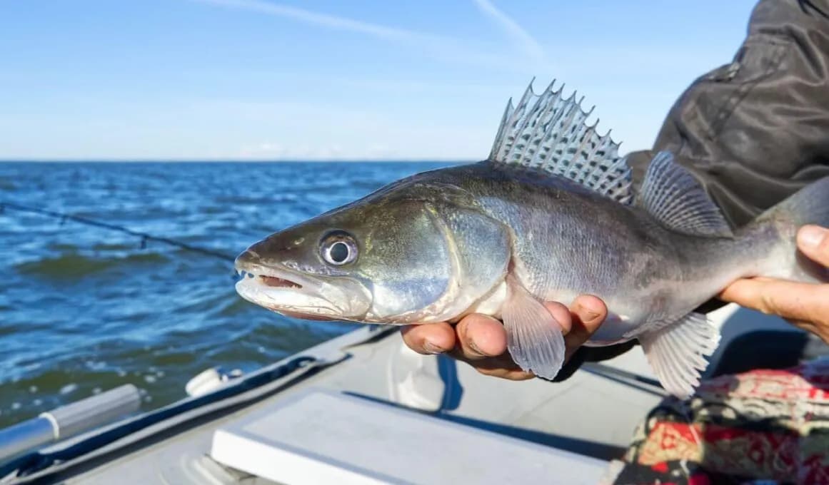 Rybka służąca jako przynęta – najlepsze ryby, które złowią każdego wędkarza