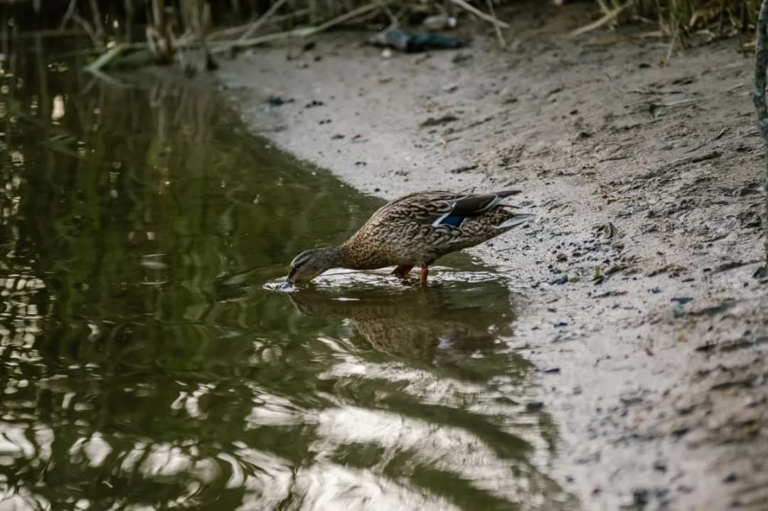 Jezioro Gowidlińskie: raj dla wędkarzy i miłośników natury