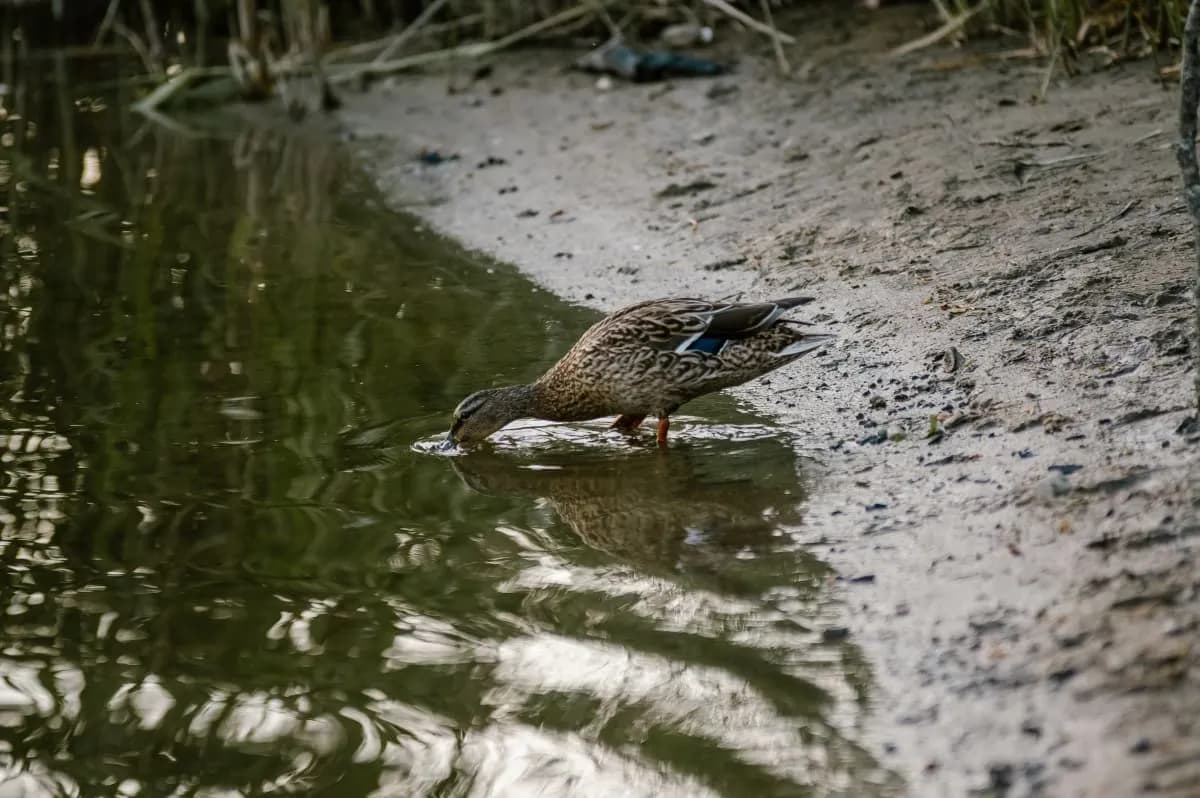 Jezioro Gowidlińskie: raj dla wędkarzy i miłośników natury