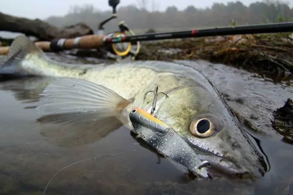 Najlepsze przynęty na sandacza spinning - unikaj błędów w wyborze