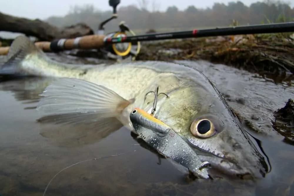 Najlepsze przynęty na sandacza spinning - unikaj błędów w wyborze