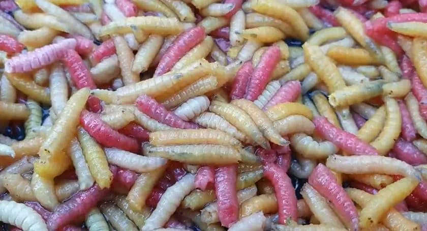 Jak wyhodować białe robaki na ryby i uniknąć kosztów zakupu przynęty