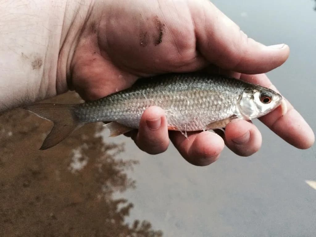 Jakie ryby na żywca najłatwiej złapać? Sprawdź skuteczne metody
