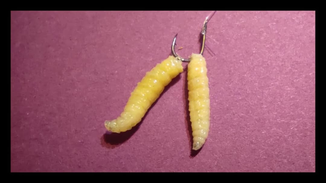 Jakie ryby biorą na białe robaki? Sprawdź skuteczność tej przynęty