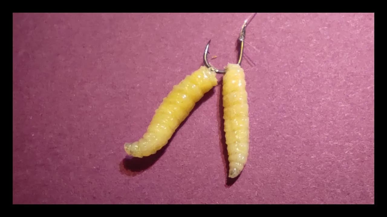 Jakie ryby biorą na białe robaki? Sprawdź skuteczność tej przynęty