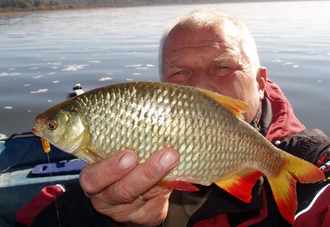 Krąp ryba - odkryj tajemnice, wędkarstwo i przepisy kulinarne